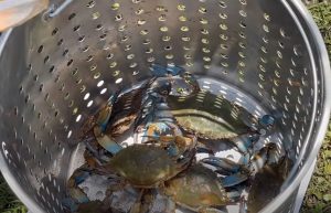 Steamer Pot for Crabs image 2